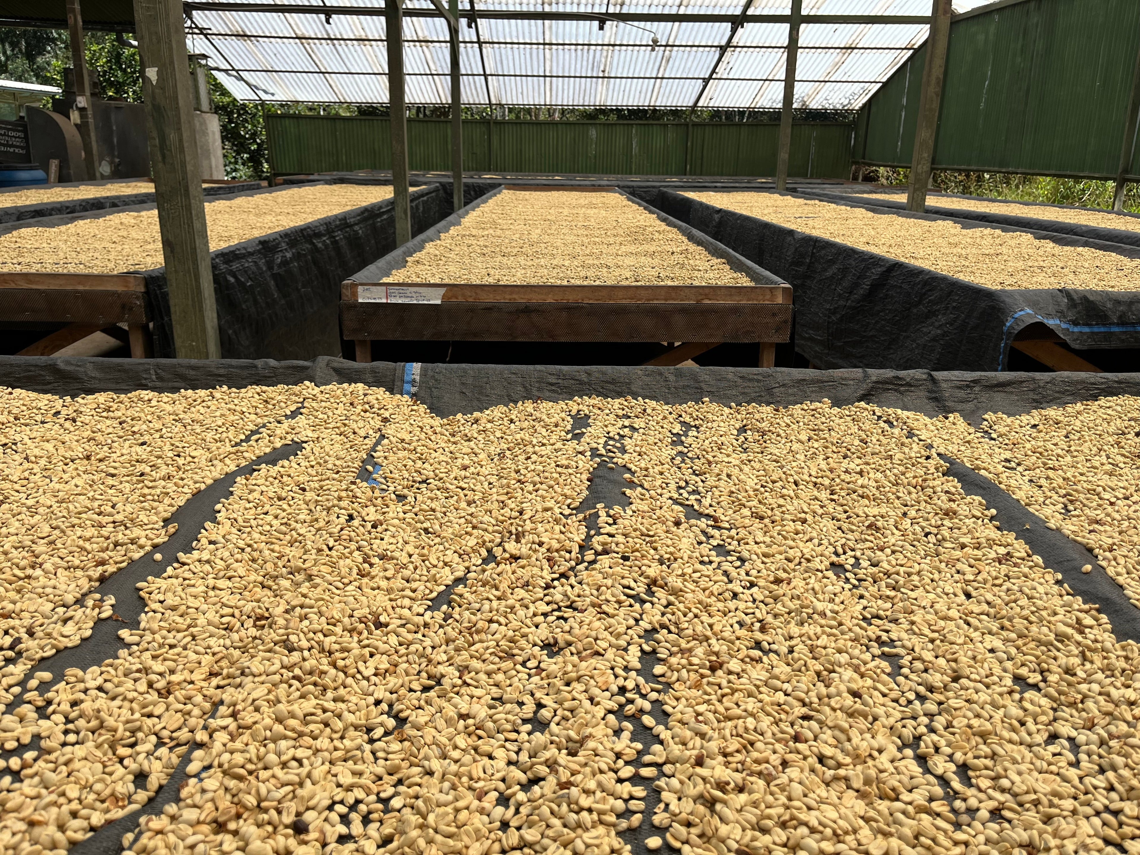 Peru | El Cacao | María Magdalena Yaxahuanca | Gesha Washed Organic