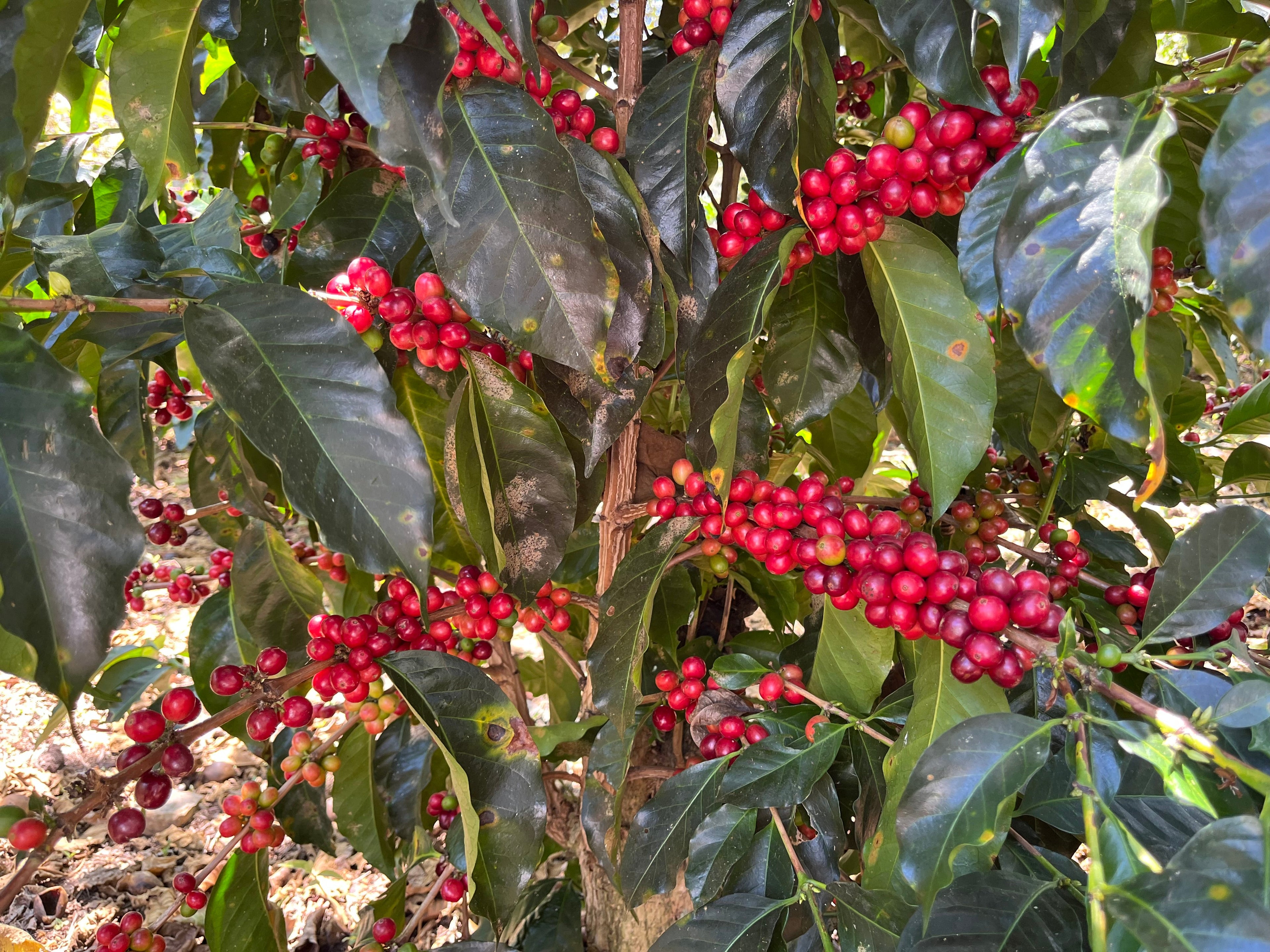 Peru | El Cacao | María Magdalena Yaxahuanca | Gesha Washed Organic
