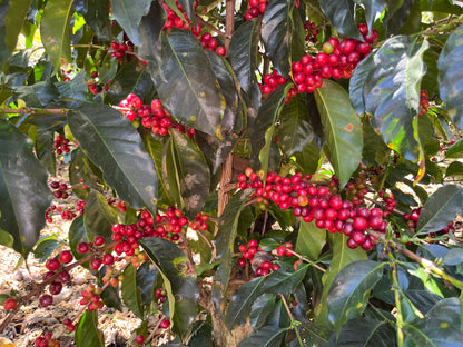 Peru | El Cacao | María Magdalena Yaxahuanca | Geisha Washed Organic