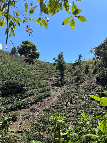 Peru | El Cacao | María Magdalena Yaxahuanca | Geisha Washed Organic