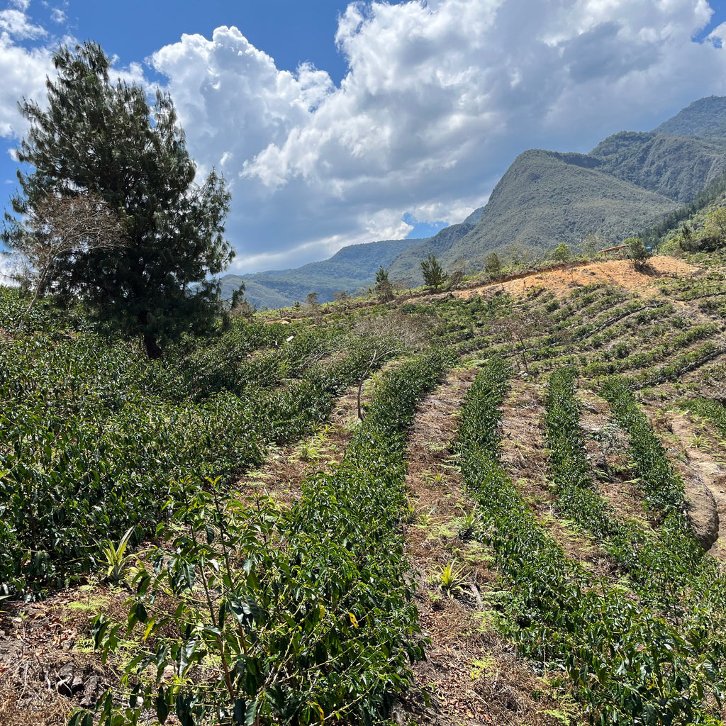 Peru | El Cacao | María Magdalena Yaxahuanca | Gesha Washed Organic