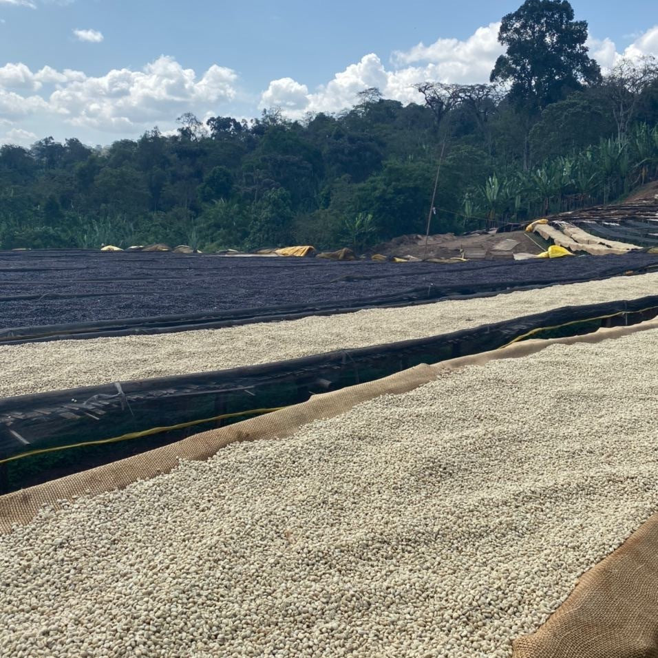 Danche wet mill in Worka Chelbesa, Gedeb, where this lot was washed and dried