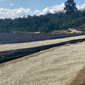 Danche wet mill in Worka Chelbesa, Gedeb, where this lot was washed and dried