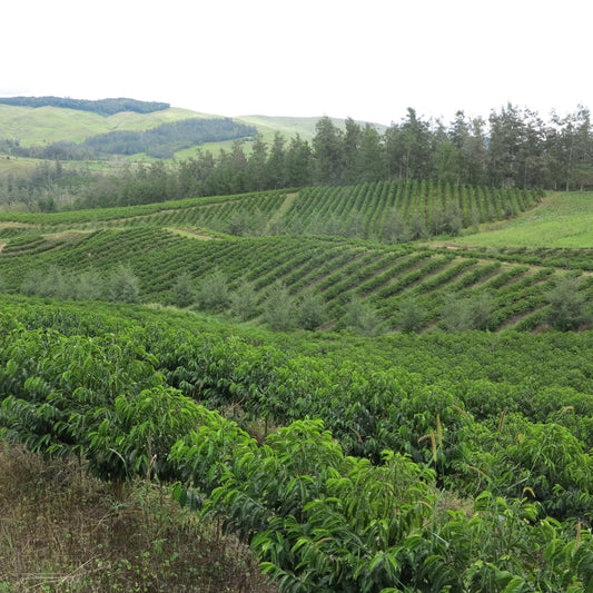 Papua New Guinea | Kay Farm | Typica/Arusha/Bourbon Washed