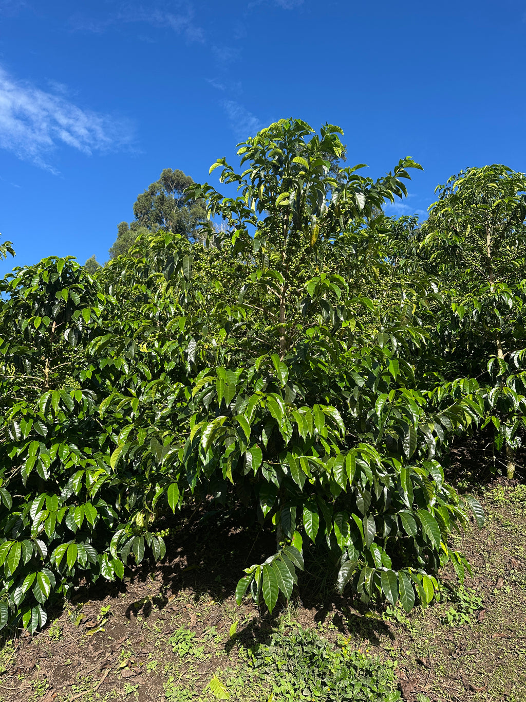 Colombia | El Diviso | Nestor Lasso | Ombligon Natural (Floral Symphony) | Signature Series