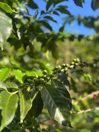 Colombia | El Diviso | Nestor Lasso | Aji Bourbon Tropical Fruit Forward Lush Natural | Signature Series