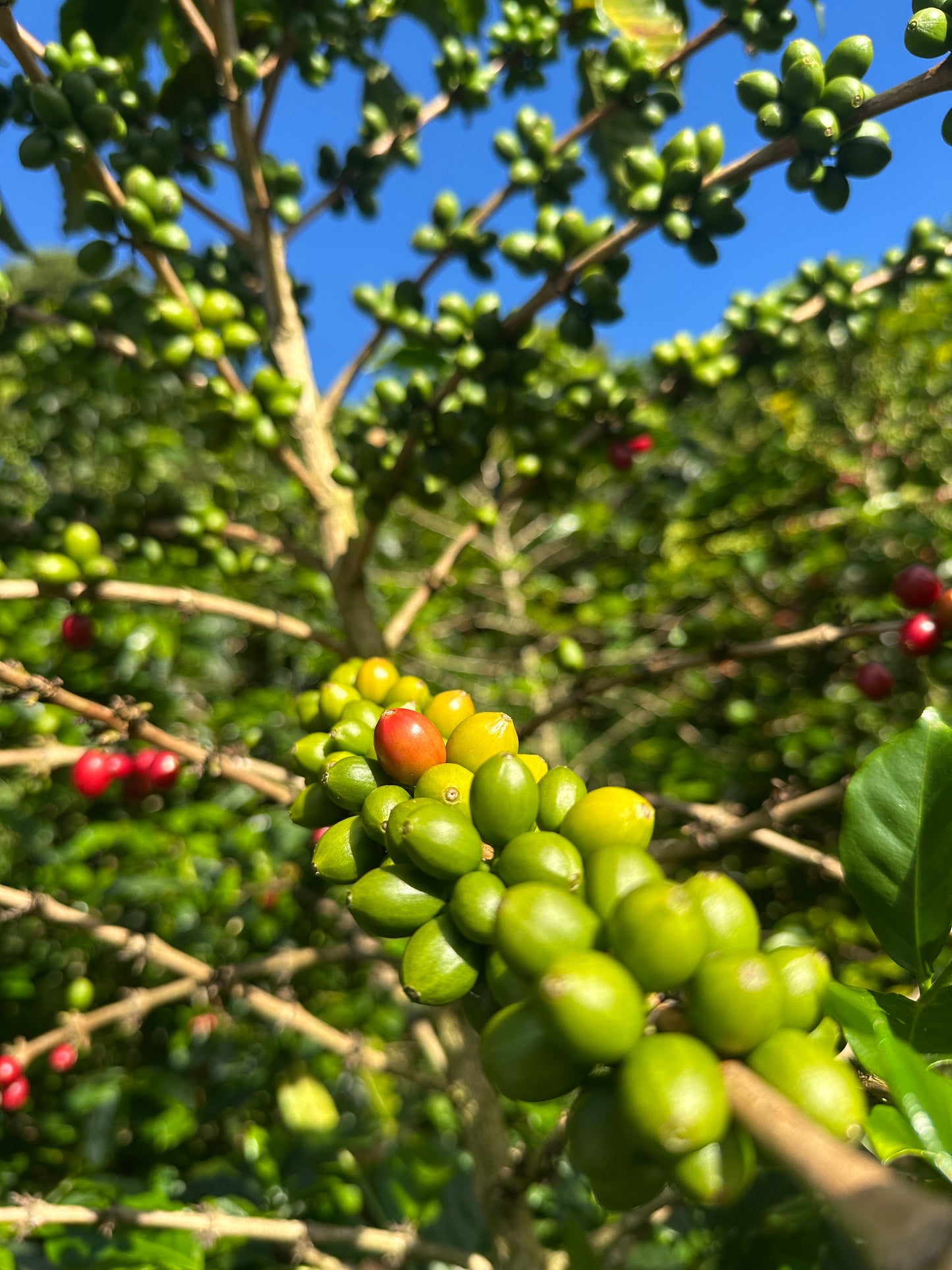 Colombia | El Diviso | Nestor Lasso | Aji Bourbon Tropical Fruit Forward Lush Natural | Signature Series