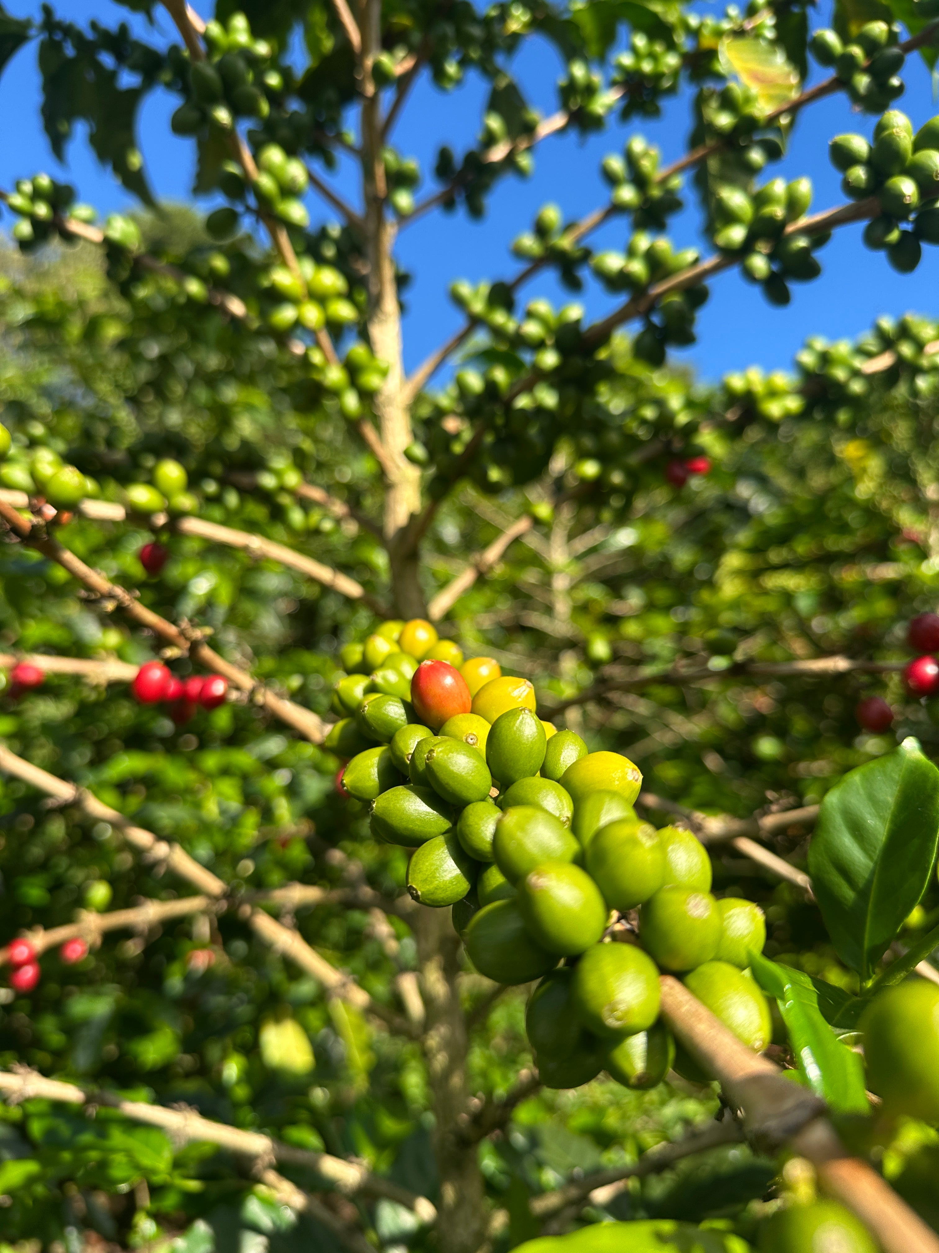 Colombia | El Diviso | Nestor Lasso | Ombligon Natural (Floral Symphony) | Signature Series