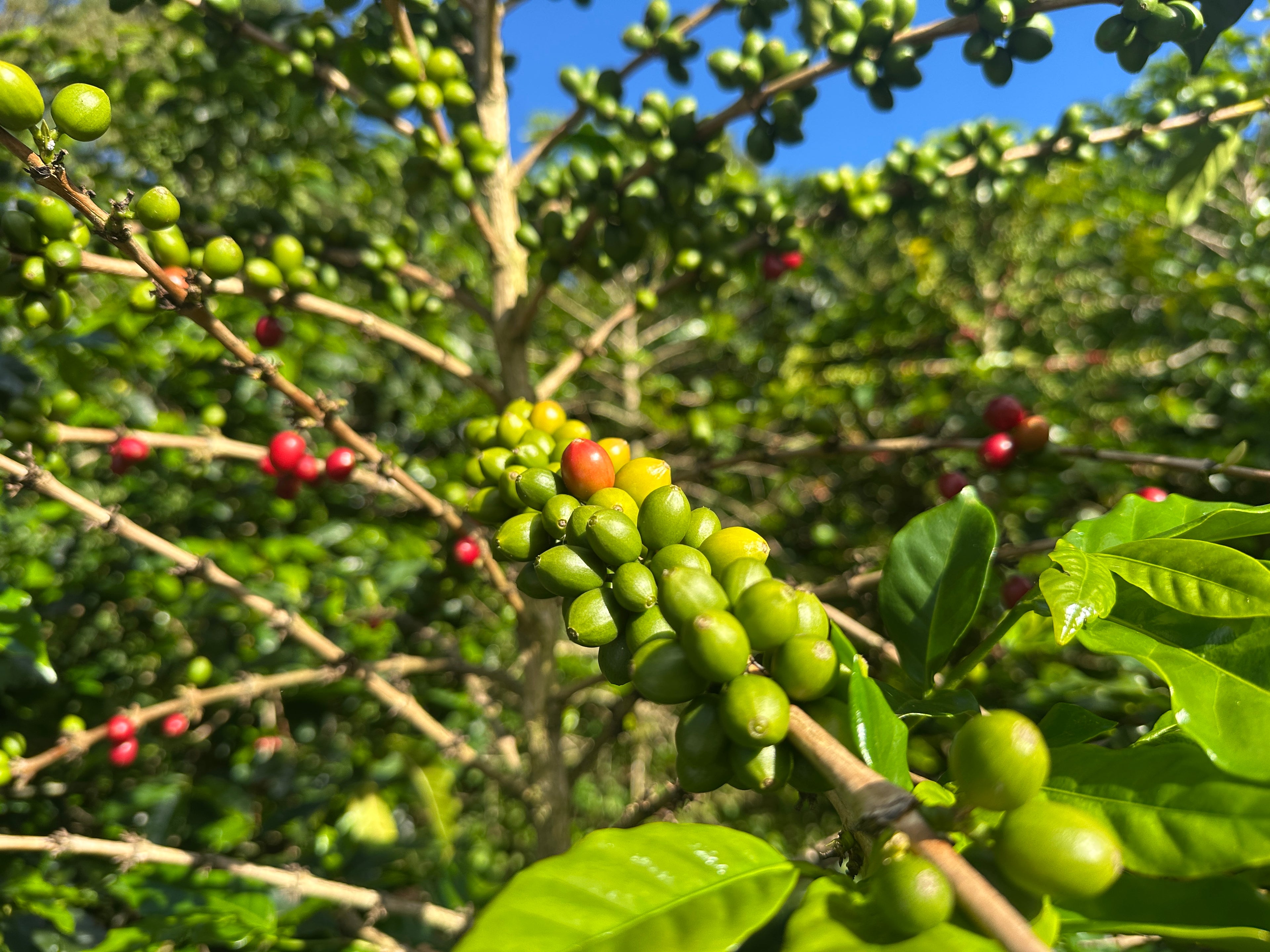 Colombia | El Diviso | Nestor Lasso | Ombligon Natural (Floral Symphony) | Signature Series