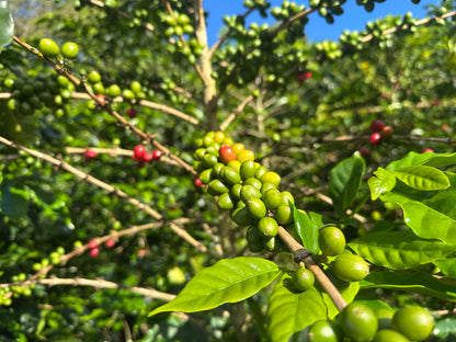 Colombia | El Diviso | Nestor Lasso | Aji Bourbon Tropical Fruit Forward Lush Natural | Signature Series