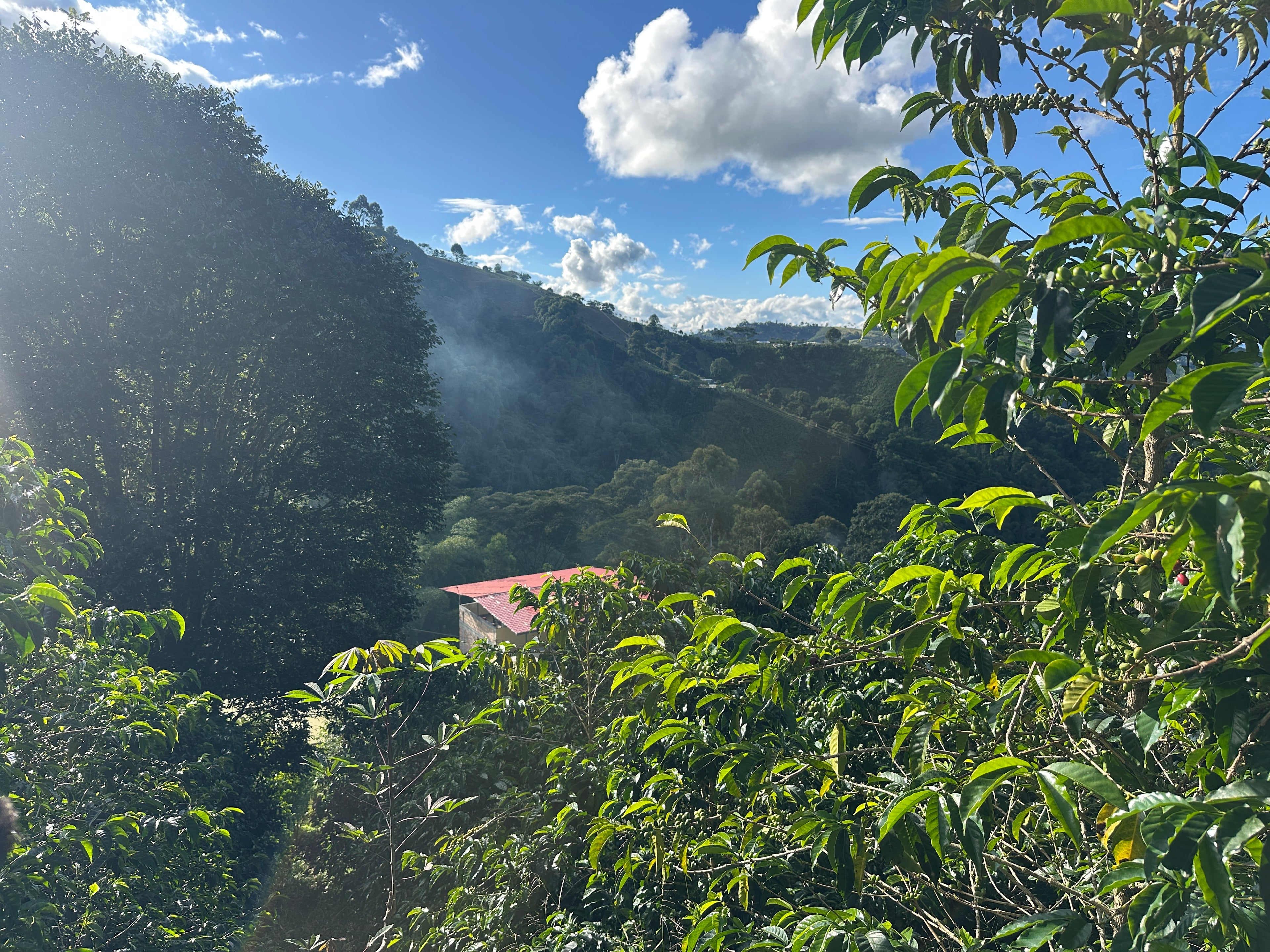 Colombia | El Diviso | Nestor Lasso | Ombligon Natural (Floral Symphony) | Signature Series