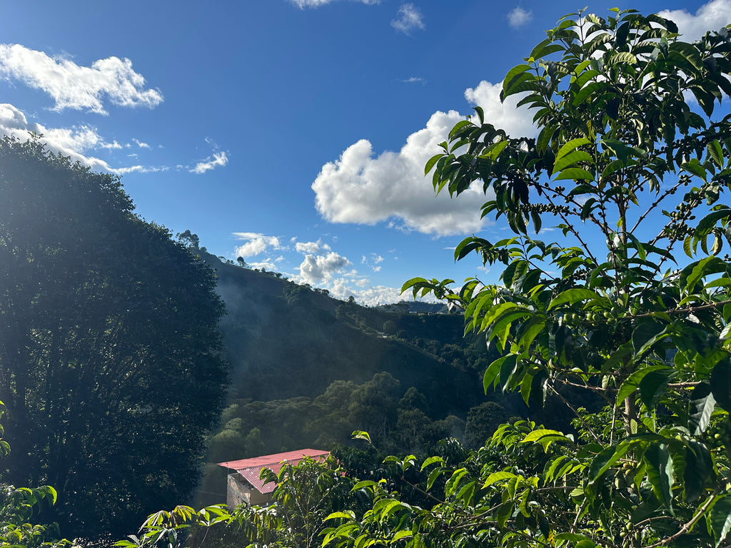 Colombia | El Diviso | Nestor Lasso | Ombligon Natural (Floral Symphony) | Signature Series