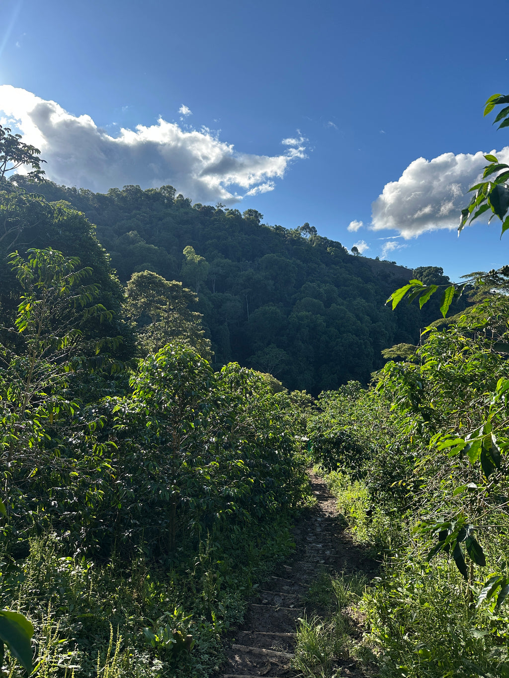 Colombia | El Diviso | Nestor Lasso | Ombligon Natural (Floral Symphony) | Signature Series