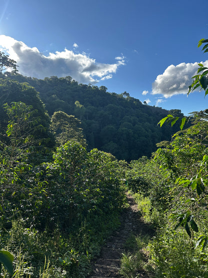 Colombia | El Diviso | Nestor Lasso | Aji Bourbon Tropical Fruit Forward Lush Natural | Signature Series