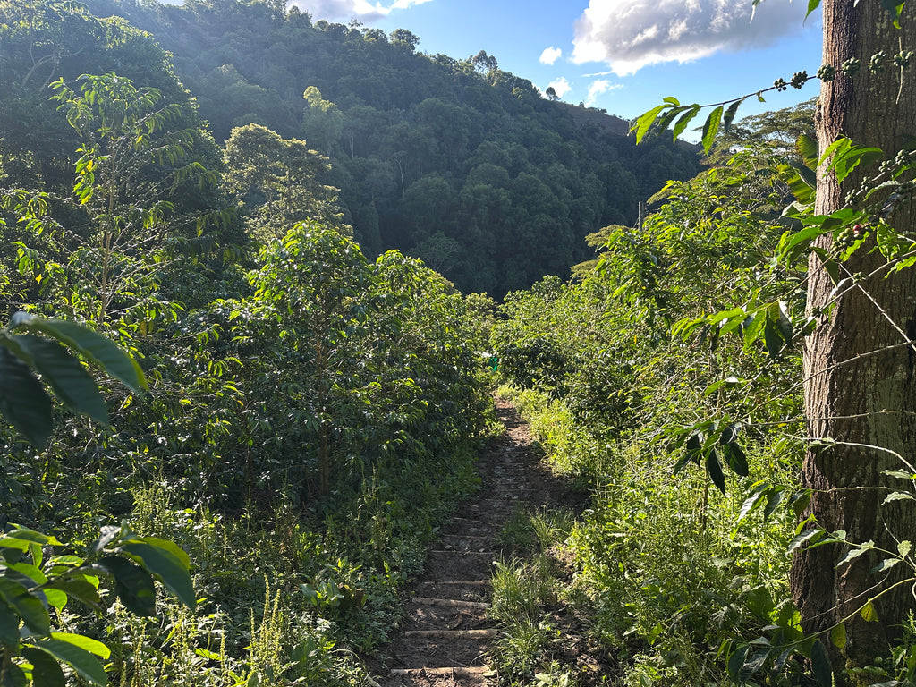 Colombia | El Diviso | Nestor Lasso | Ombligon Natural (Floral Symphony) | Signature Series