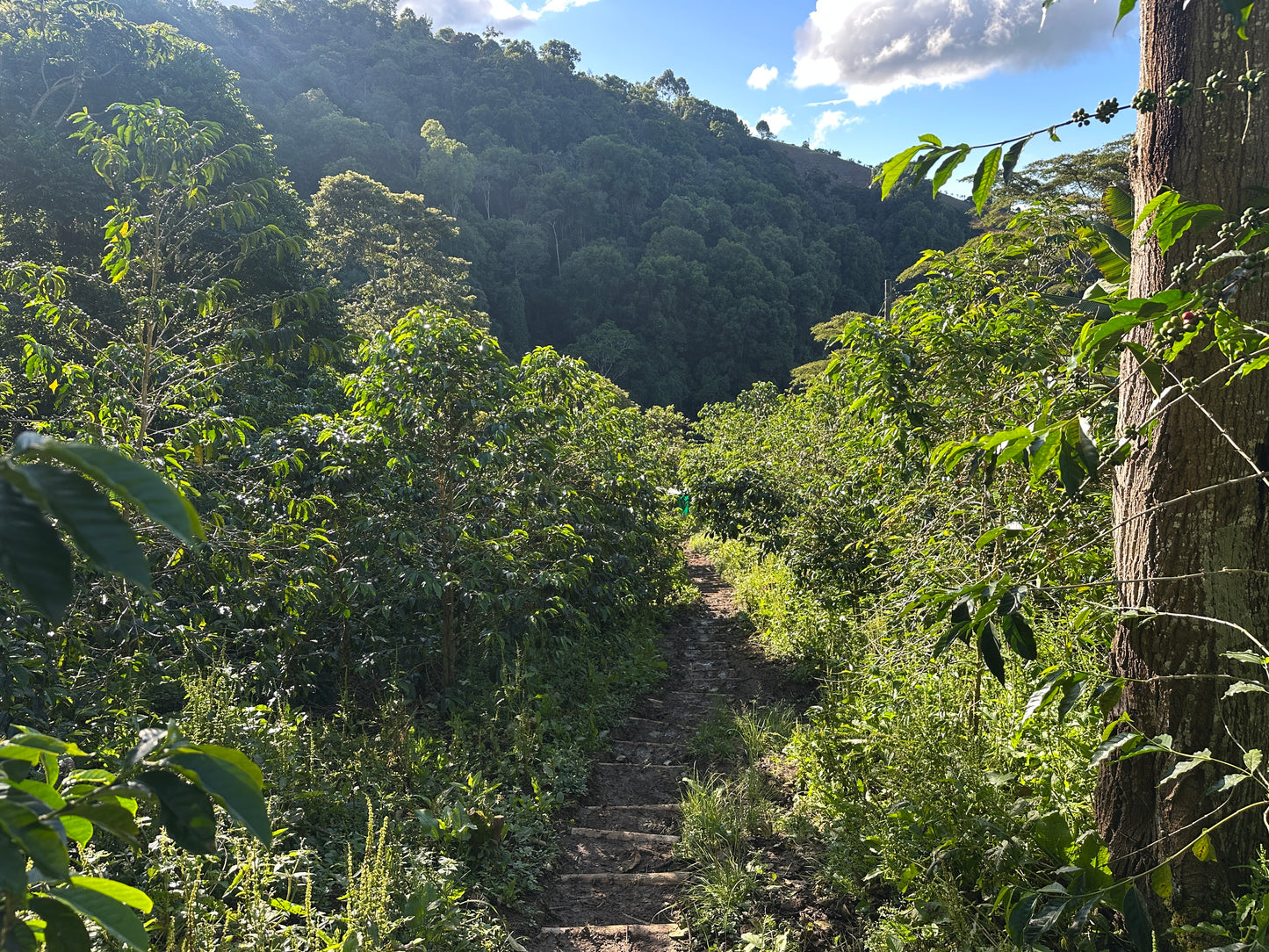 Colombia | El Diviso | Nestor Lasso | Aji Bourbon Tropical Fruit Forward Lush Natural | Signature Series