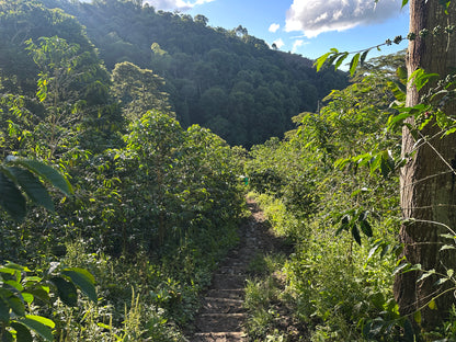 Colombia | El Diviso | Nestor Lasso | Aji Bourbon Tropical Fruit Forward Lush Natural | Signature Series