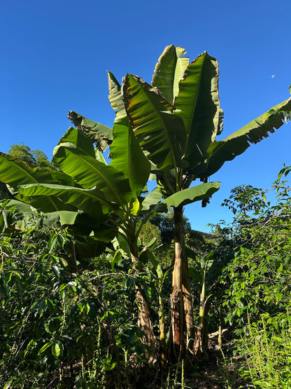 Colombia | El Diviso | Nestor Lasso | Aji Bourbon Tropical Fruit Forward Lush Natural | Signature Series