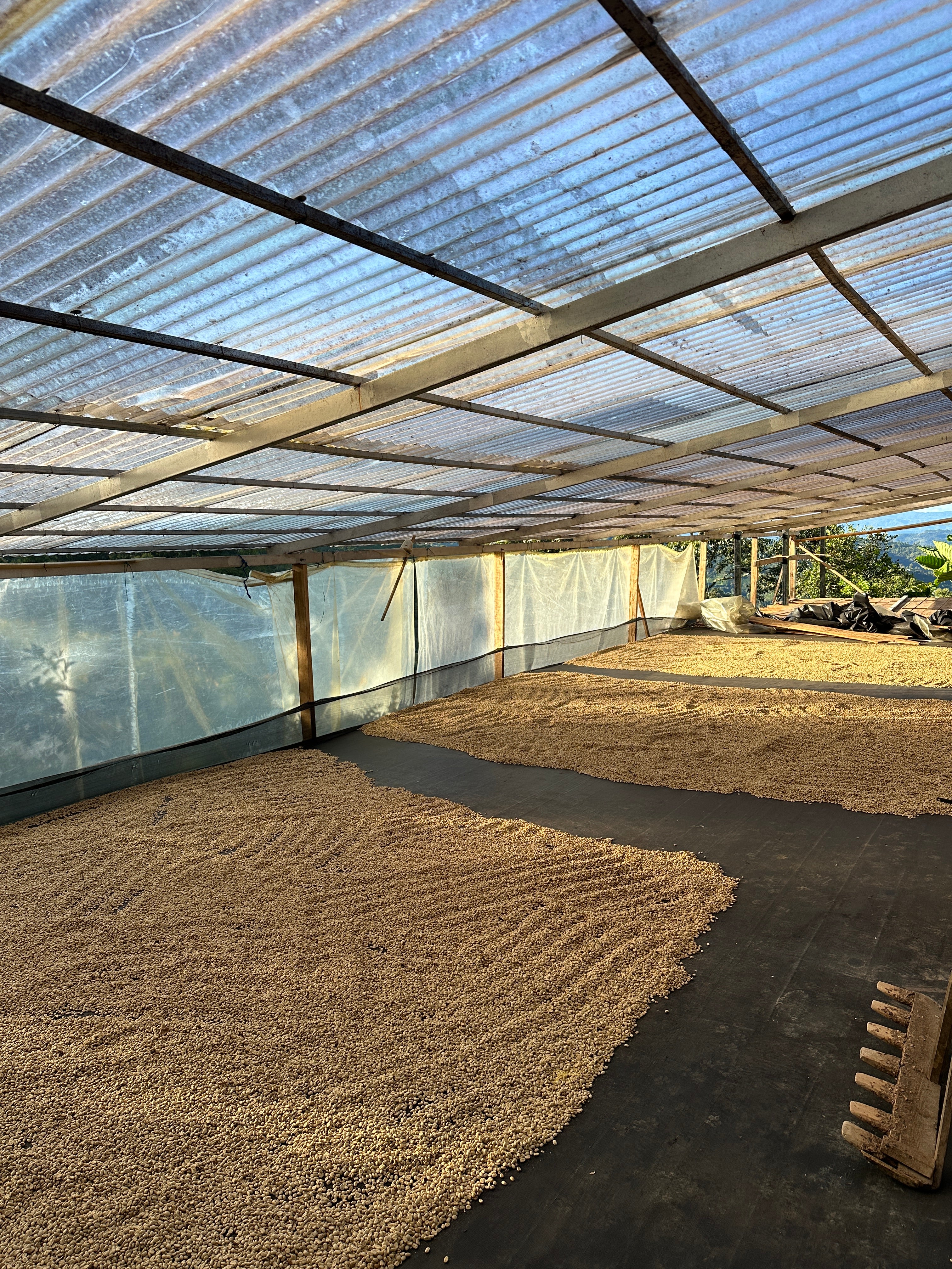 Colombia | El Diviso | Nestor Lasso | Ombligon Natural (Floral Symphony) | Signature Series