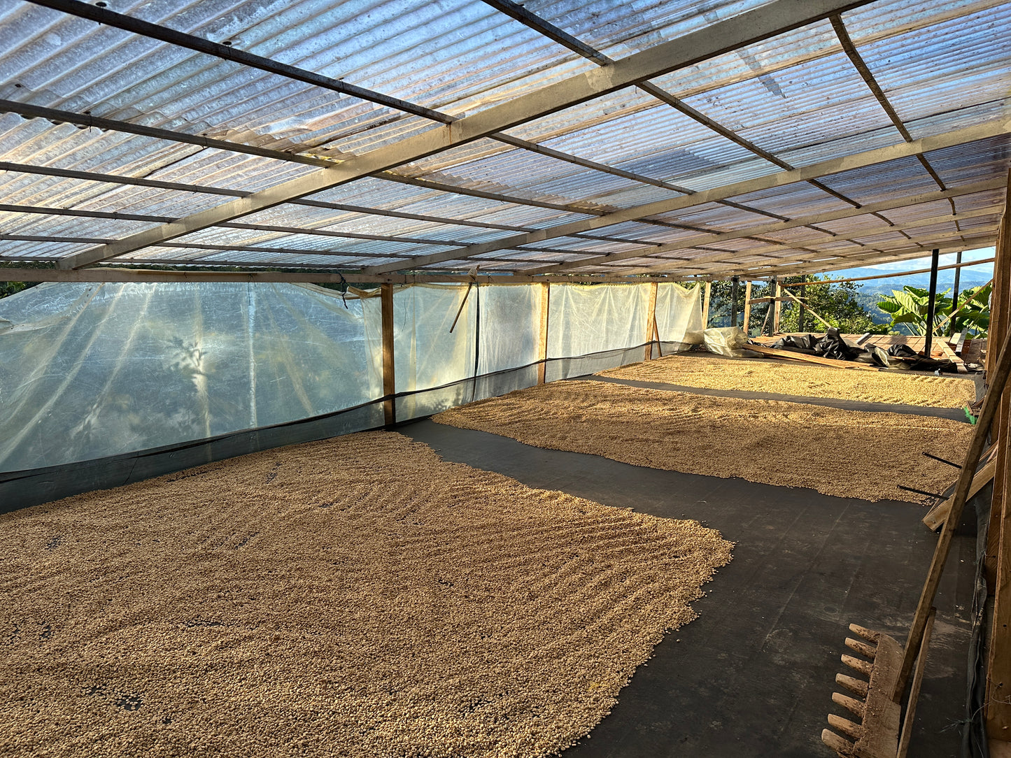 Colombia | El Diviso | Nestor Lasso | Aji Bourbon Tropical Fruit Forward Lush Natural | Signature Series