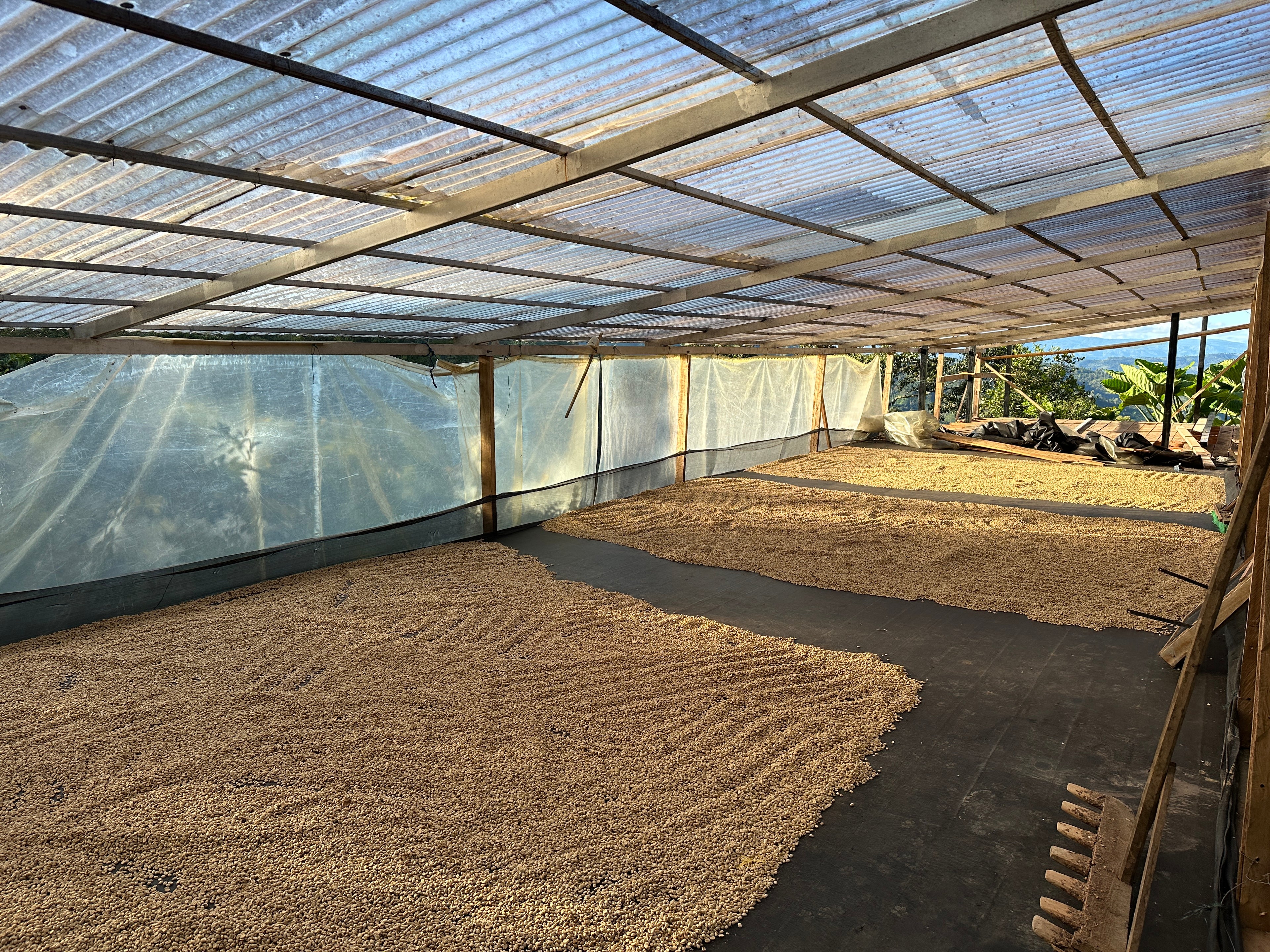 Colombia | El Diviso | Nestor Lasso | Ombligon Natural (Floral Symphony) | Signature Series