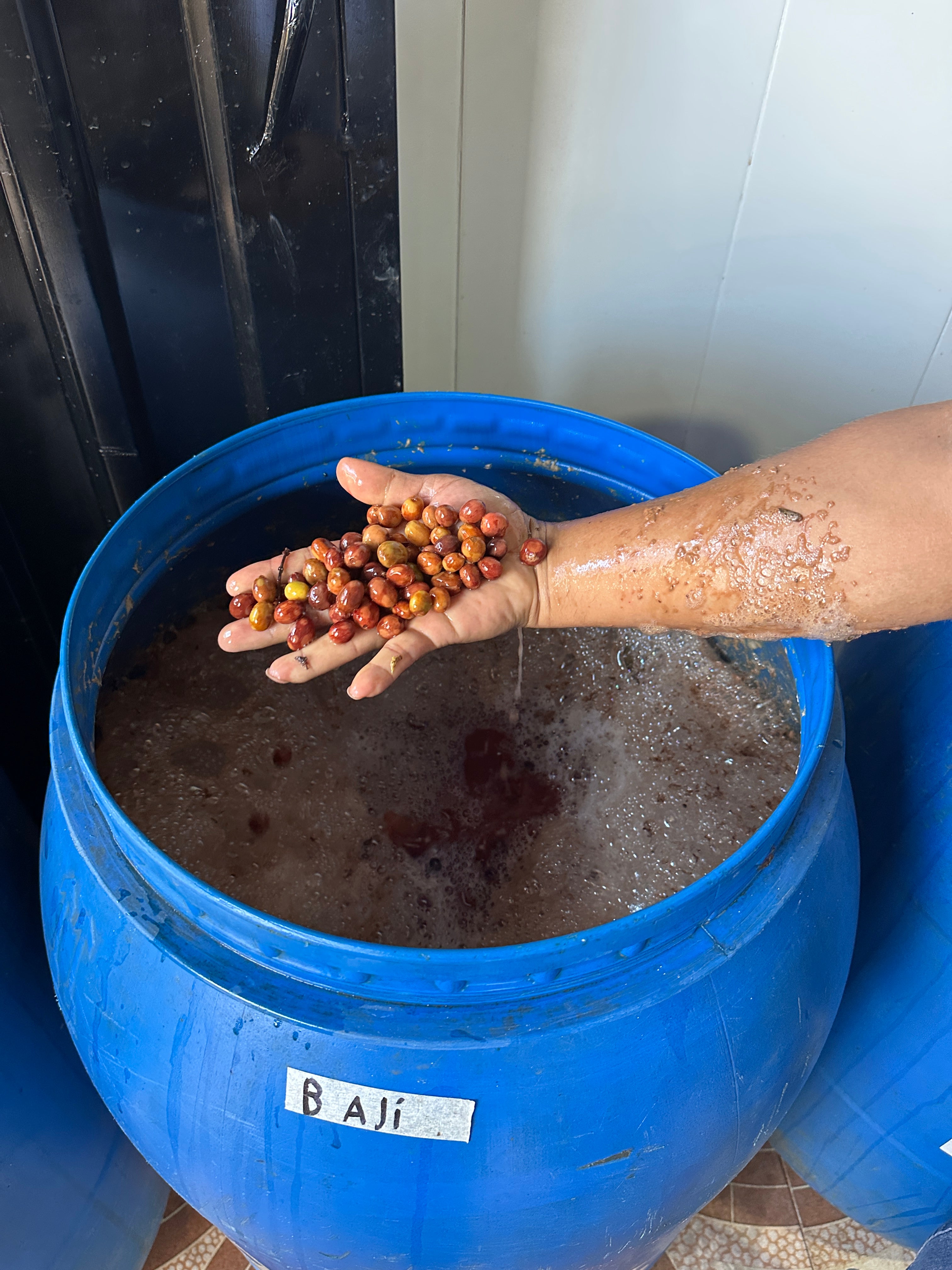 Colombia | El Diviso | Nestor Lasso | Ombligon Natural (Floral Symphony) | Signature Series