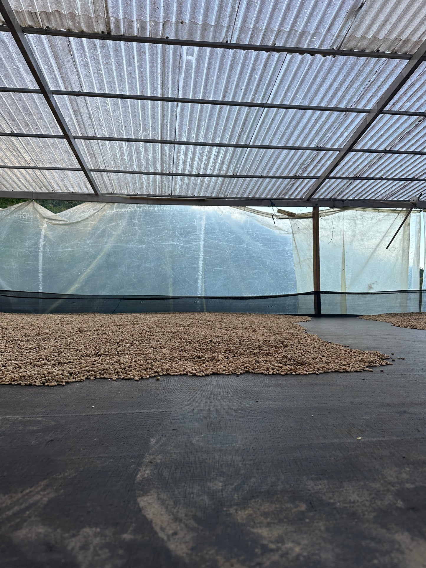 Colombia | El Diviso | Nestor Lasso | Aji Bourbon Tropical Fruit Forward Lush Natural | Signature Series