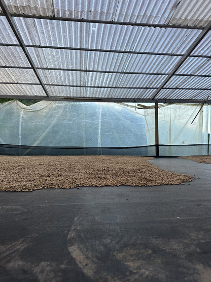 Colombia | El Diviso | Nestor Lasso | Aji Bourbon Tropical Fruit Forward Lush Natural | Signature Series