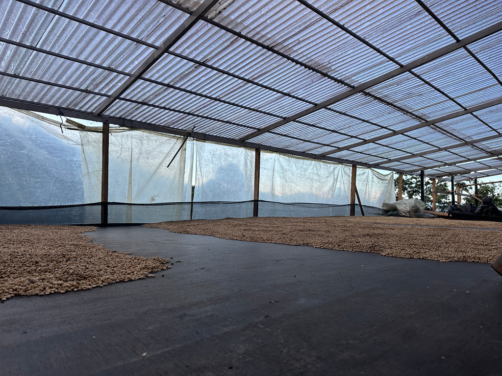 Colombia | El Diviso | Nestor Lasso | Ombligon Natural (Floral Symphony) | Signature Series