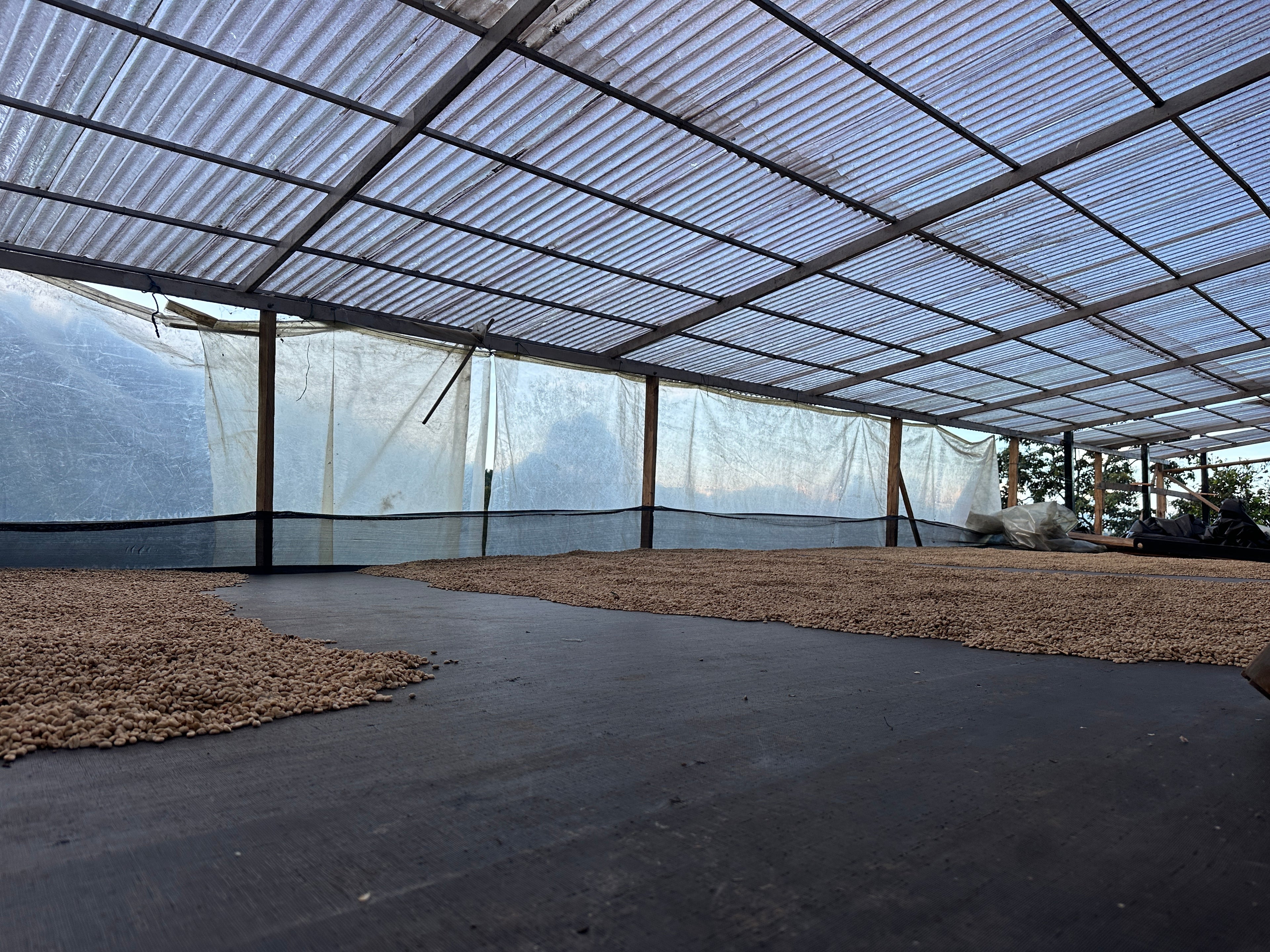 Colombia | El Diviso | Nestor Lasso | Ombligon Natural (Floral Symphony) | Signature Series