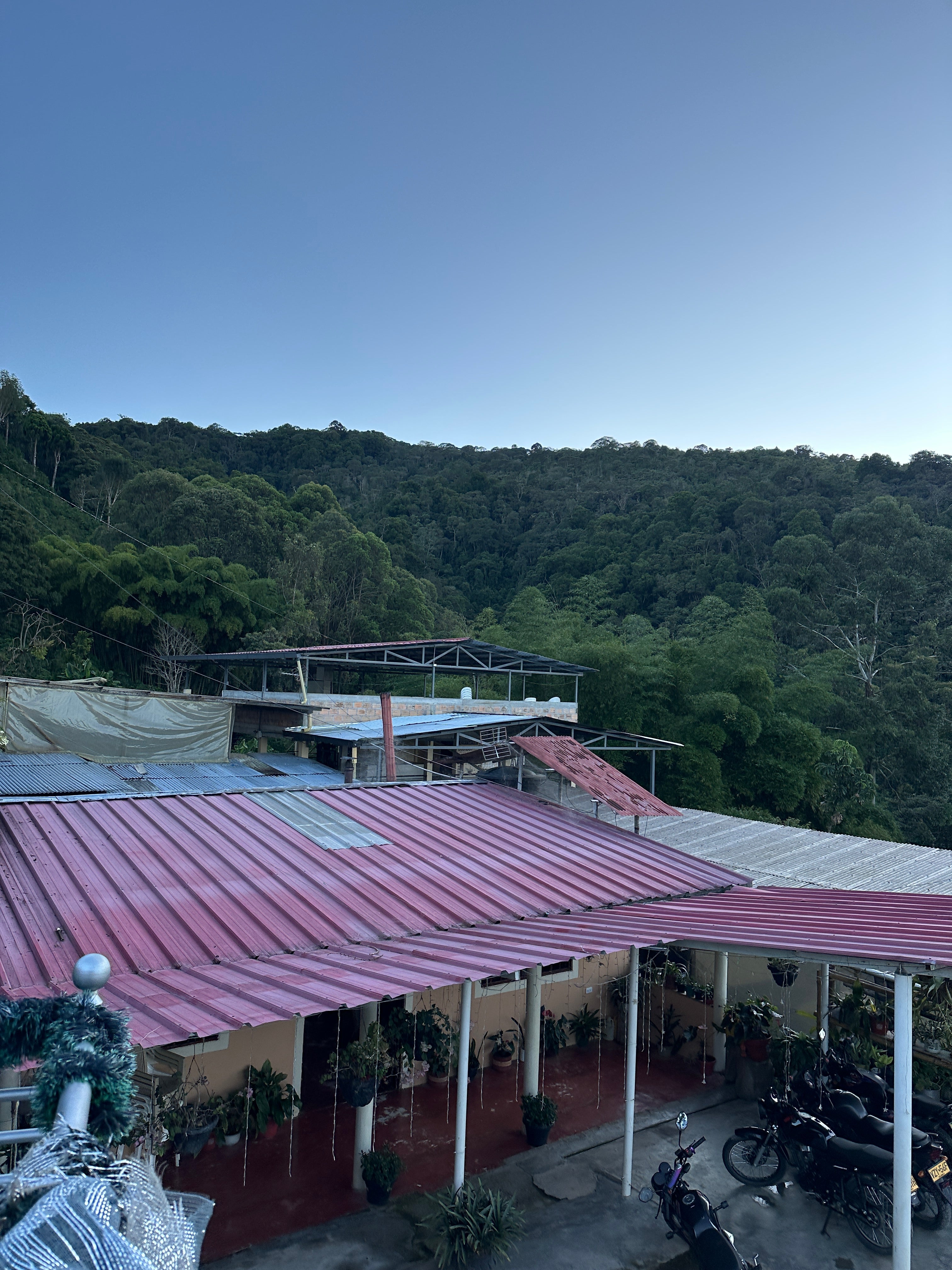 Colombia | El Diviso | Nestor Lasso | Ombligon Natural (Floral Symphony) | Signature Series