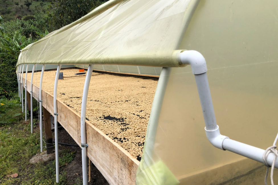 Colombia | Pillimue Family | Caturra / Colombia Washed EA Decaf