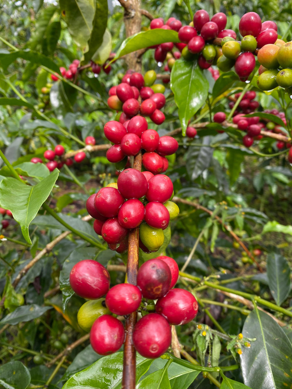 Colombia | Zarza | Jonathan Gasca | Pacamara Natural (Tropical Fruit Forward Lush) | Signature Series