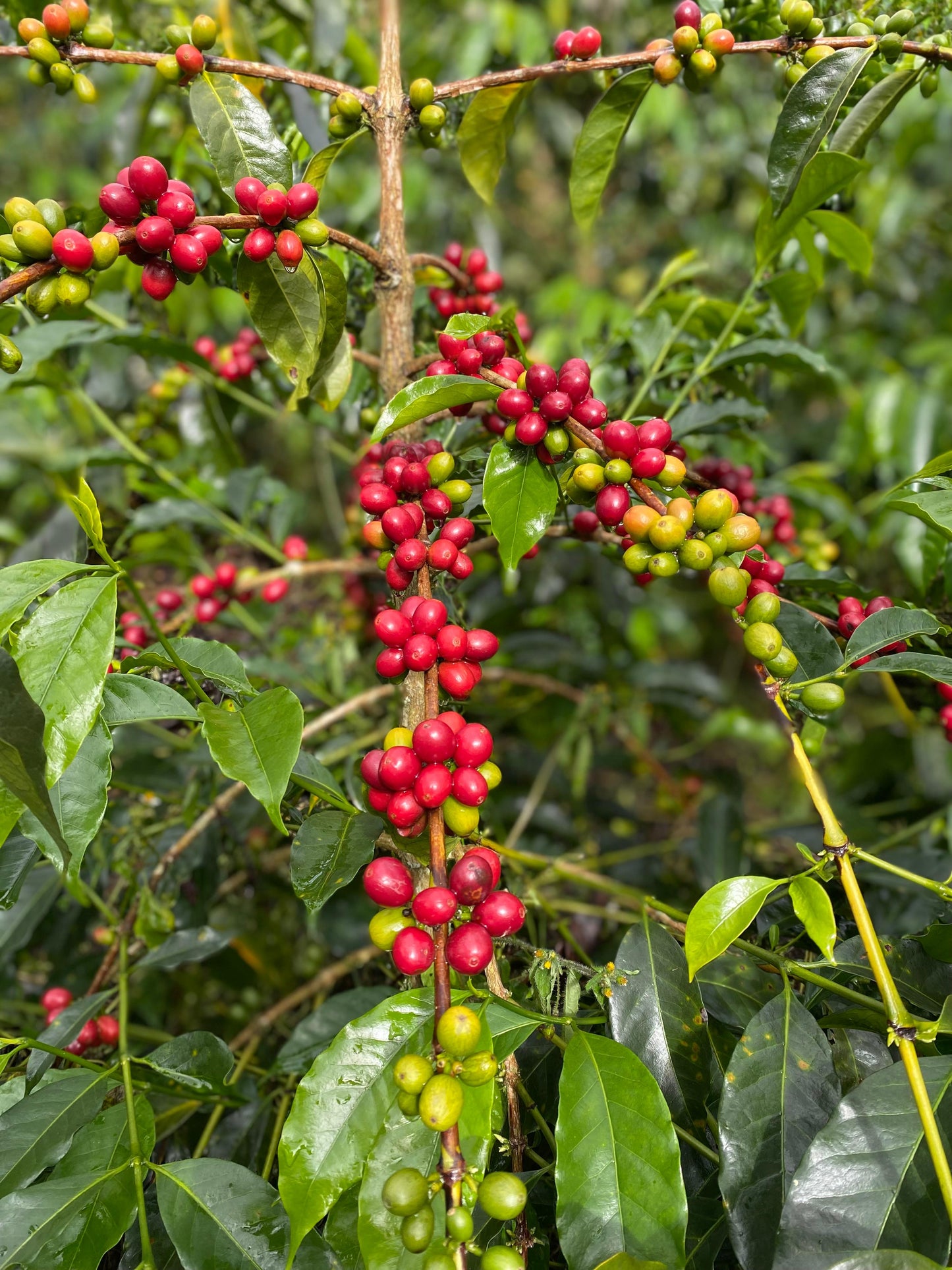 Colombia | Zarza | Jonathan Gasca | Pacamara Tropical Fruit Forward Lush Natural | Signature Series