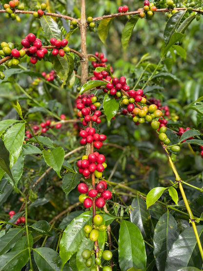 Colombia | Zarza | Jonathan Gasca | Pacamara Tropical Fruit Forward Lush Natural | Signature Series