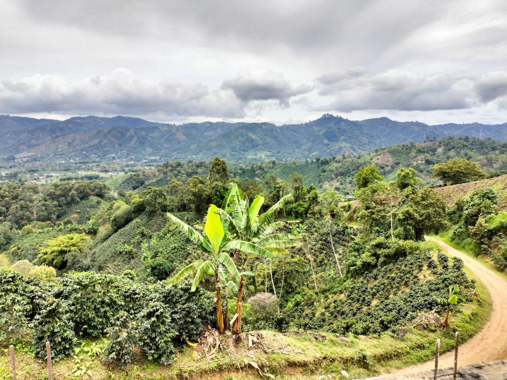 Colombia | Zarza | Jonathan Gasca | Pacamara Natural (Tropical Fruit Forward Lush) | Signature Series