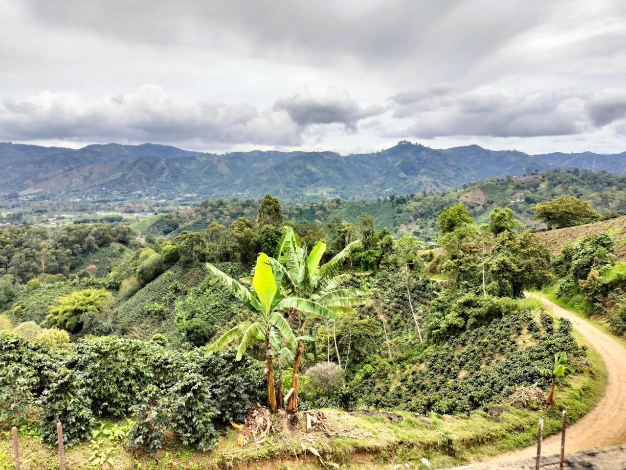 Colombia | Zarza | Jonathan Gasca | Pacamara Tropical Fruit Forward Lush Natural | Signature Series