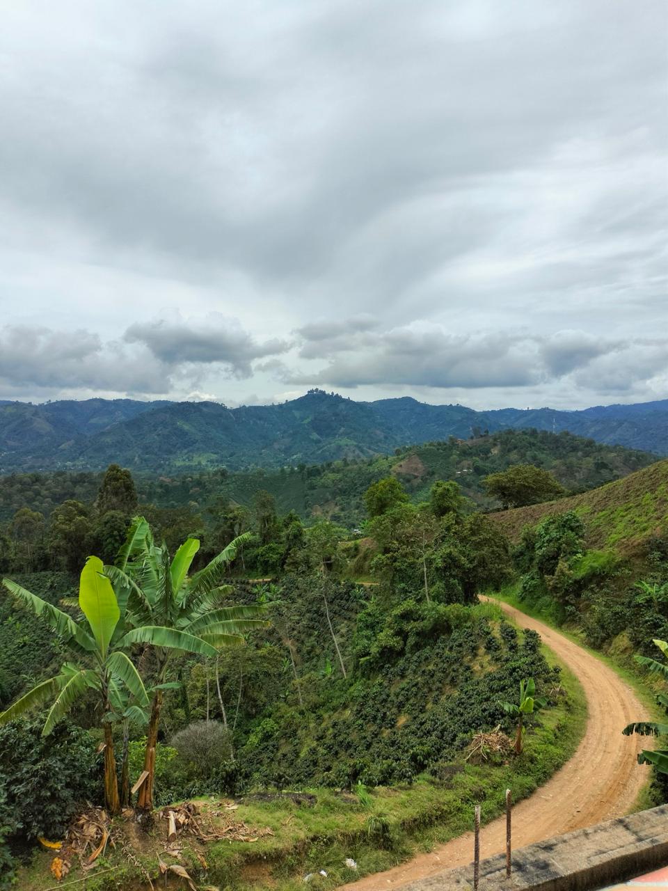 Colombia | Zarza | Jonathan Gasca | Pacamara Natural (Tropical Fruit Forward Lush) | Signature Series