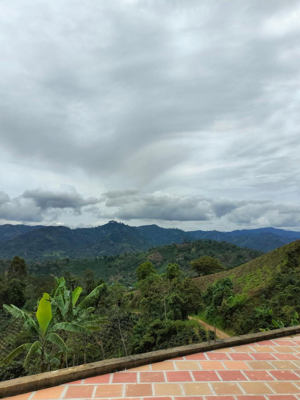 Colombia | Zarza | Jonathan Gasca | Pacamara Tropical Fruit Forward Lush Natural | Signature Series