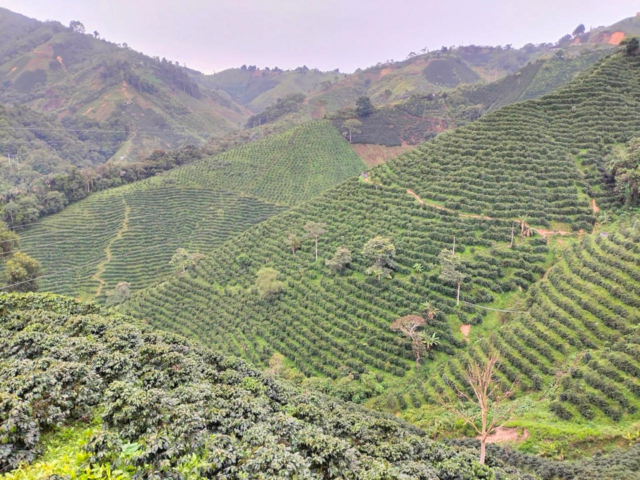 Colombia | Las Flores | Jhoan Vergara | Java Hydrohoney (Duo Cherry Velvet) | Signature Series