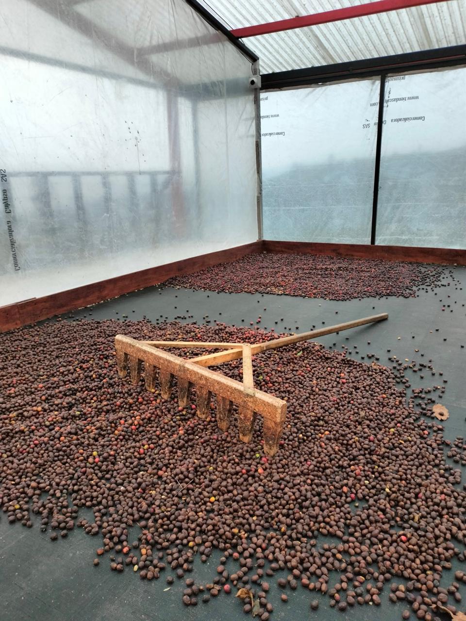 Colombia | Las Flores | Jhoan Vergara | Java Fruit Forward Berry Ensemble Natural | Signature Series