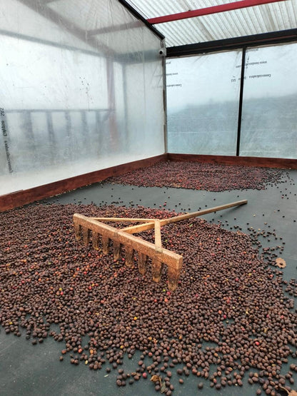 Colombia | Las Flores | Jhoan Vergara | Java Fruit Forward Berry Ensemble Natural | Signature Series