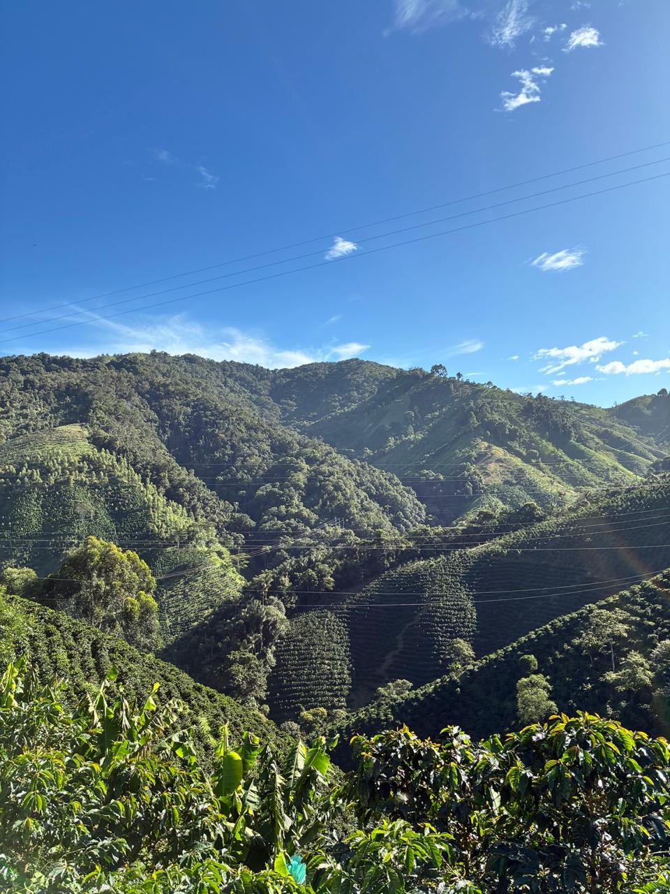 Colombia | Las Flores | Jhoan Vergara | Java Hydrohoney (Duo Cherry Velvet) | Signature Series