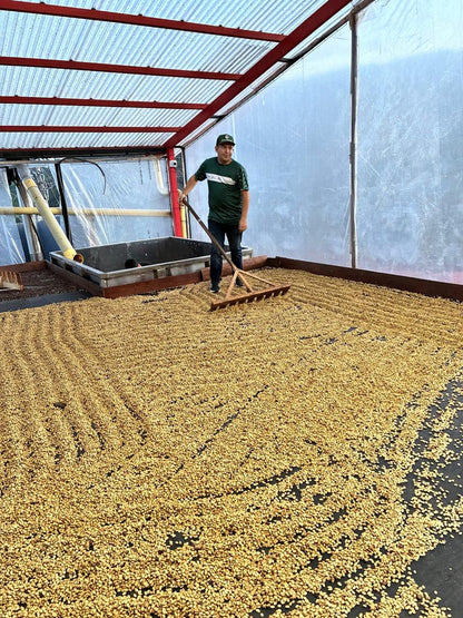 Colombia | Las Flores | Jhoan Vergara | Java Fruit Forward Berry Ensemble Natural | Signature Series