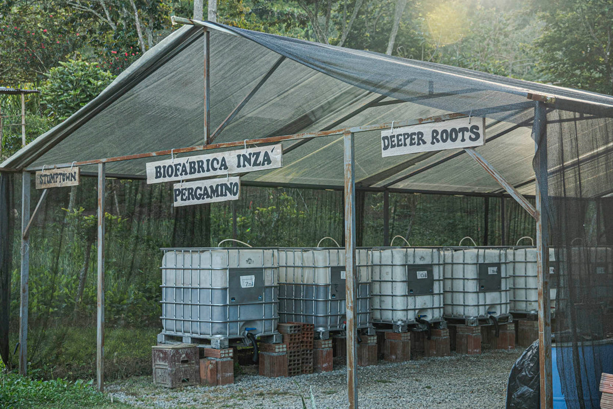 Colombia | Pillimue Family | Caturra / Colombia Washed EA Decaf