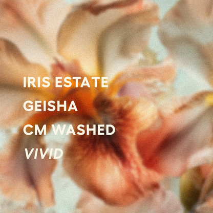 Panama | Iris Estate | Jamison Savage | Geisha CM Washed VIVID 2025 | Signature Series