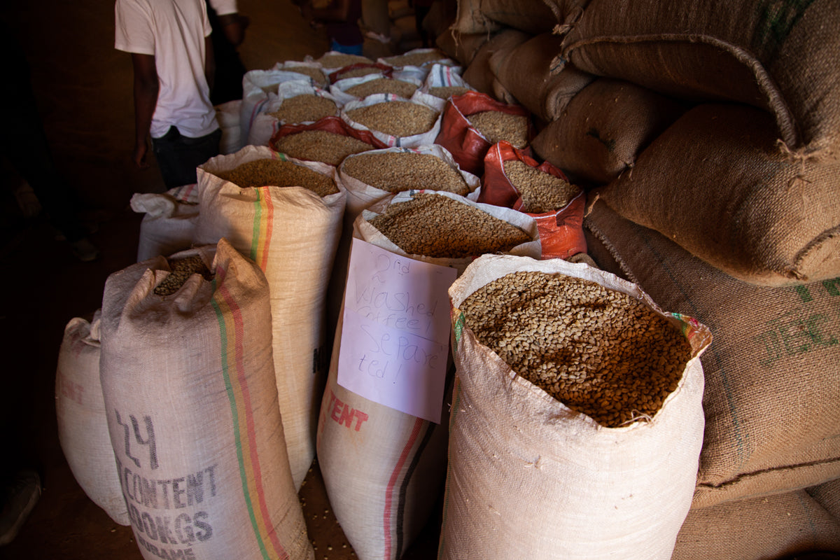 Ethiopia | Guji, Shakisso | Kurume & Wolisho Washed