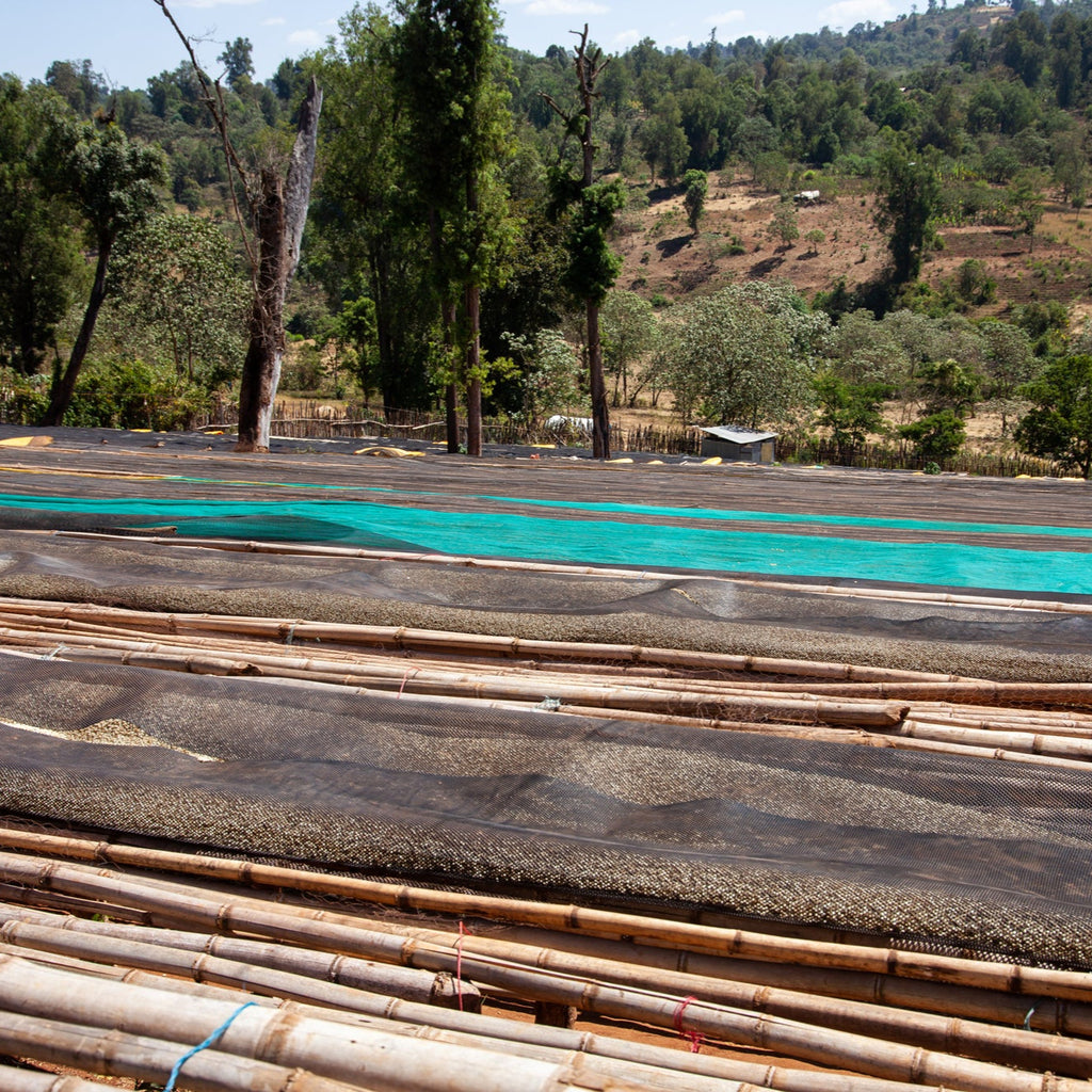 Ethiopia | Guji, Shakisso | Kurume & Wolisho Washed