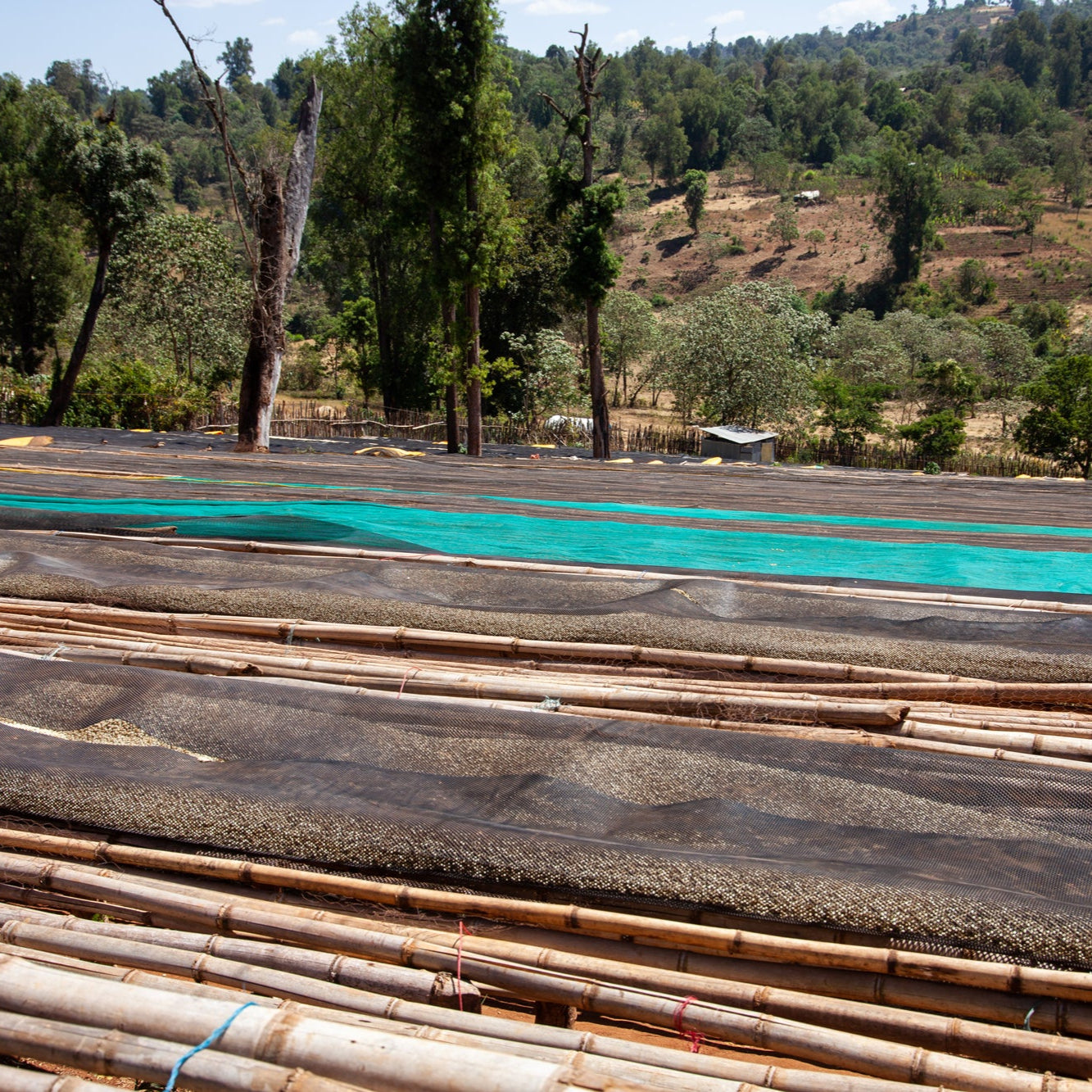 Ethiopia | Guji, Shakisso | Kurume & Wolisho Washed