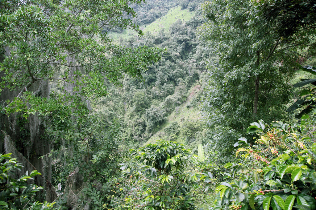 Colombia | El Diamante | Neftali Castro | Pink Bourbon Washed